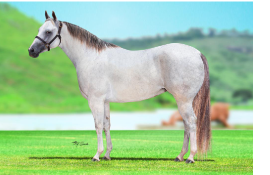 HOLLIDAY SILVER HBR